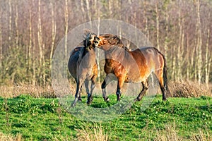 Two fighting wild brown Exmoor ponies, against a forest and reed background. Biting, rearing and hitting. autumn colors