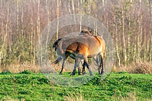 Two fighting wild brown Exmoor ponies, against a forest and reed background. Biting, rearing and hitting. autumn colors