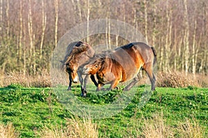 Two fighting wild brown Exmoor ponies, against a forest and reed background. Biting, rearing and hitting. autumn colors