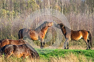 Two fighting wild brown Exmoor ponies, against a forest and reed background. Biting, rearing and hitting. two horse