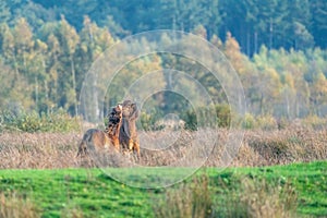 Two fighting wild brown Exmoor ponies, against a forest and reed background, nature reserve in Fochteloo, autumn colors