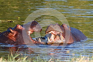 Two fighting young male hippopotamus Hippopotamus