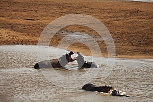 Two figting Hippos Hippopotamus amphibius on the in the river