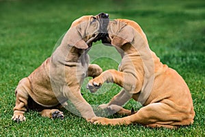 Two Fila Brasileiro Brazilian Mastiff puppies having fun