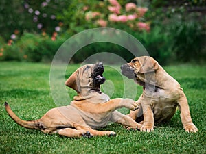 Due brasiliano alano cuccioli divertirsi 