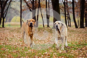 Two Fila Brasileiro dogs, autumn scene