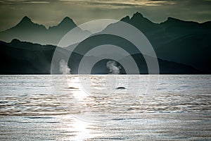 Two fin whales spouting off mountainous East Greenland coast