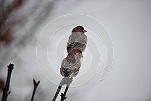 Finches sharing a tree branch