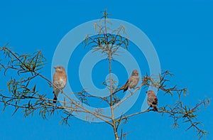 Two Finches and a Bluebird