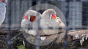 Two finches on a branch