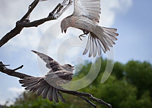 Two finches one flying one on a branch with green tree blue sky and white clouds in background