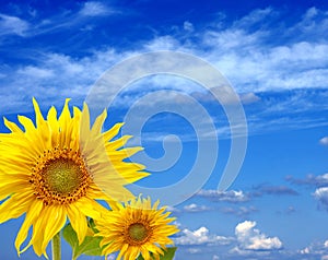 Two fine sunflowers against the blue sky