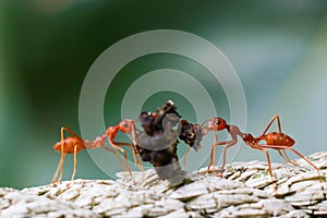 Two fire ants help transport food and soil to build a nest in nature, team work, true friend