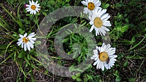 Two fire beetles on a white daisy close-up on a background of green grass