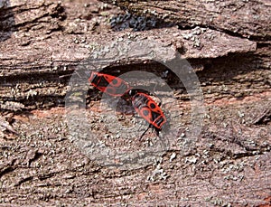 Two fire bugs on bark
