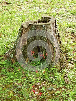 Two Fire Pink Wildflowers and Stump â€“ Silene virginica