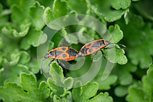 Two Firebug Pyrrhocoris apterus during mating on the leaves