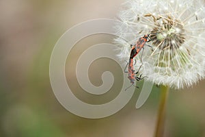 Two firebugs on a dandilion