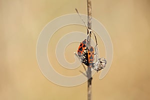 Two firebugs on a dry twig, Pyrrhocoris apterus insect