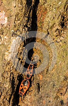 Two Firebugs mating on a dry brown bark of a tree in early spring