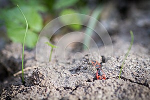 Two firebugs (Pyrrhocoris apterus) on ground