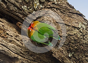 Two Fischer`s lovebird Agapornis fischeri