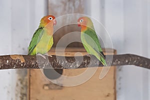 Two Fischer`s Lovebird, agapornis fischeri sitting on a branch of tree, selective focus