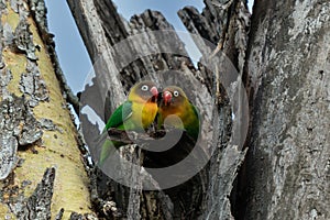 Two Fischer`s Lovebirds Agapornis fischeri