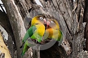 Two Fischer`s Lovebirds Agapornis fischeri