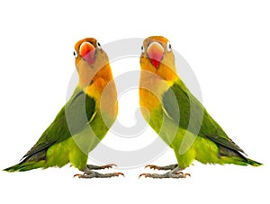 Two fischeri lovebird