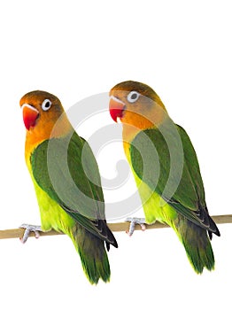 Two fischeri lovebird