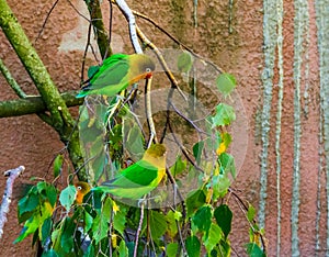 Two fischers lovebirds sitting on a tree branch together, tropical and colorful small parrots from Africa, popular pets in