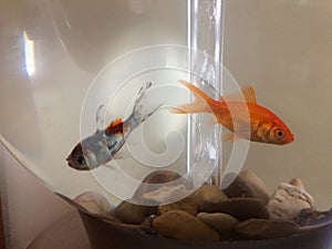 Two fish in a circular tank