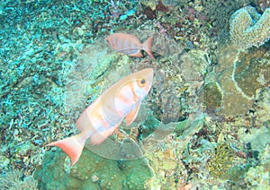 Two fish Crescent-tail bigeye