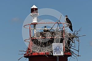 Two fish eagles in the nest