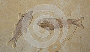 Two fish fossils in sandstone slab photo