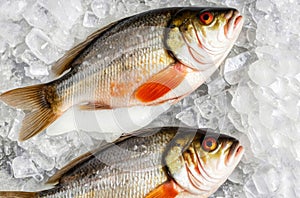 Two fish are on ice, one of which has red eyes