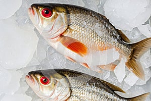 Two fish are on ice, one of which has red eyes