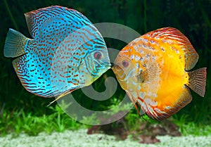 Two fish kissing