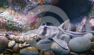 Two fish kissing in aquarium