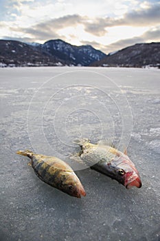 Two fish on mountain lake ice