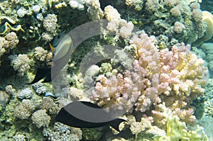 Two fish near the coral.