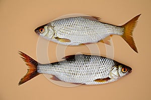 Two fish river roach on orange background cloceup. Concept of kitchen, food preparation, shop windows, market. Fishing concept,