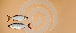 Two fish river roach on orange background with copy space. Concept of kitchen, food preparation, shop windows, market. Fishing