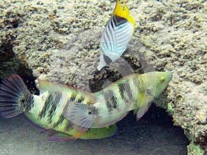 Two fish similar to Broomtail Wrasse and Chevron butterflyfish 1857