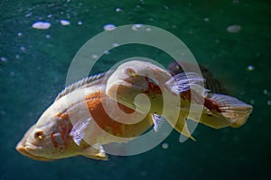 Two fish swimming in the water, South American cichlid red-white astronotus