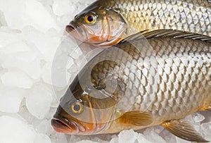 Two fish are on a white surface with ice