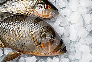 Two fish are on a white surface with ice
