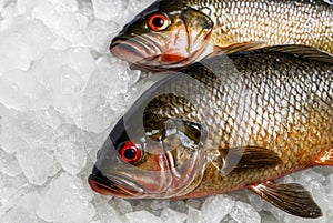 Two fish are on a white surface with ice