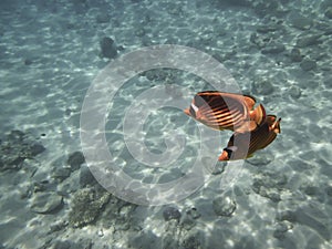 Two fishes-butterflies in transparent water of the Red Sea